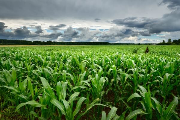 Agriculture Jobs Dubai